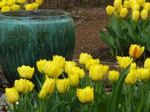Cheerful yellow tulips Yellow tulips light up the garden in early May. A beautiful turquoise glaze fountain really makes the yellow pop.