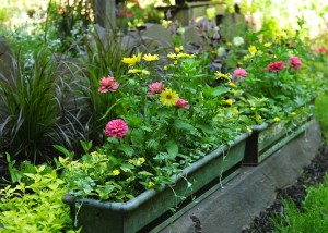 Antique metal window box with pink zinnias, Argyranthemum Butterfly, Dichondra Silver Falls, Lantana Samantha