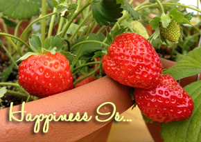 HappinessIs